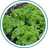 Email_Lettuce_300x300