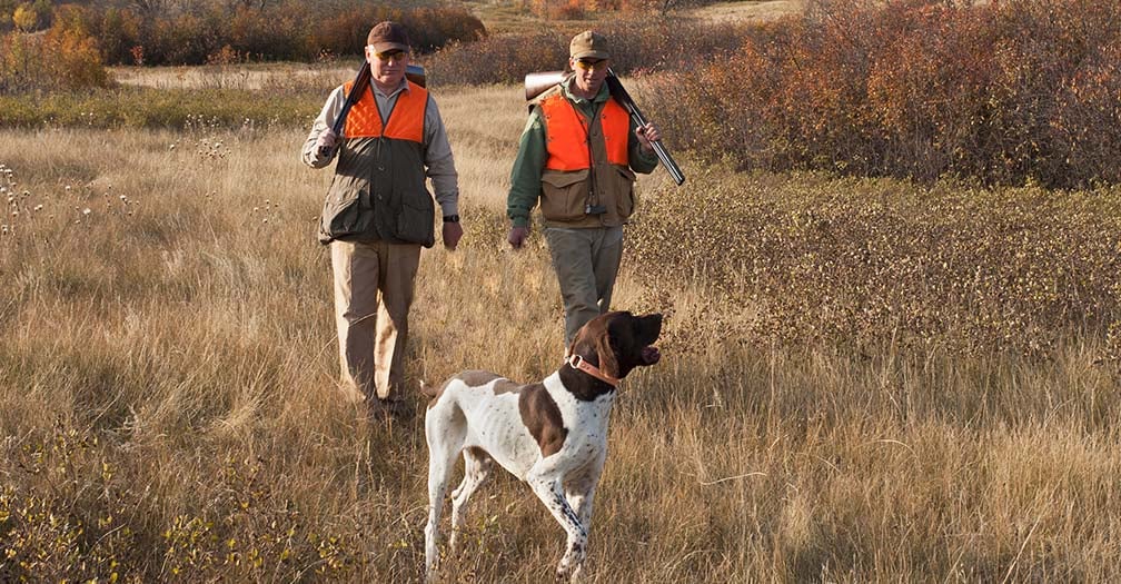 Bird Dog Housing: What To Do About Tight Spaces & Dander Allergies