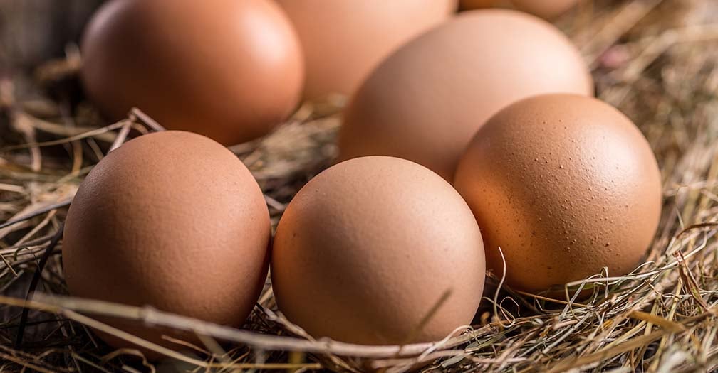 Effort & Cost vs. Nutritious Eggs: Are Backyard Chickens Worth It?