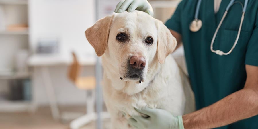Dog Vet 101: How To Choose A Veterinarian For Your Dog