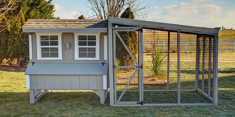 Free Range vs. Chicken Run: Which is Best for Homesteading?