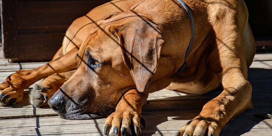 Indoor Dog Crate Vs. Outdoor Dog Kennel — When to Use Each