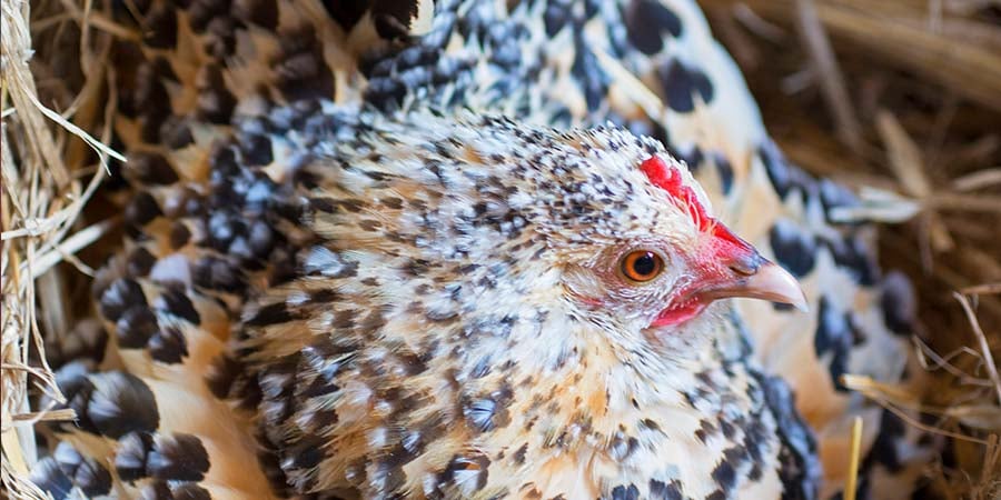 What to Know Before Buying and Raising Backyard Chickens