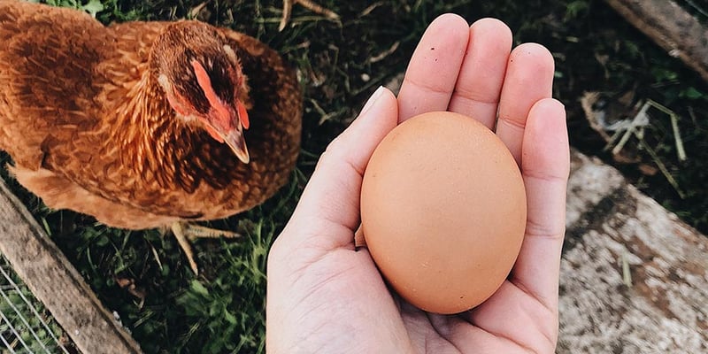 What To Know About Raising Homestead Chickens for Eggs or Meat