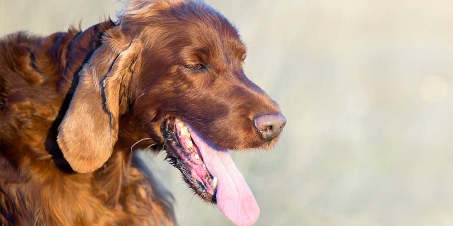 How to Keep Outdoor Working Dogs Cool in Summer