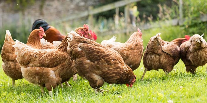 6 Features Every Homestead Chicken Coop Should Have
