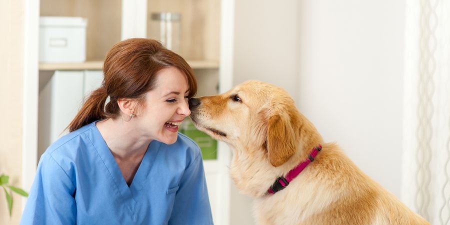 Veterinarian and dog