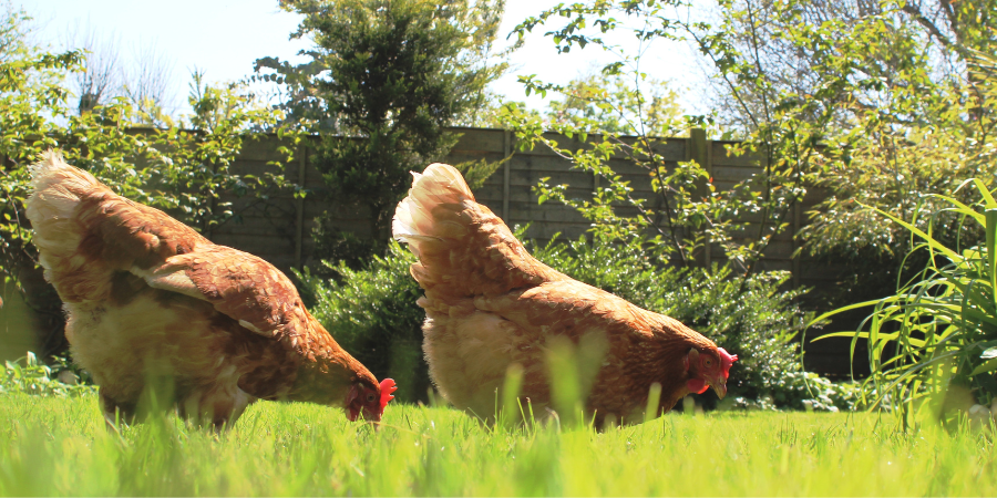 chickens grazing