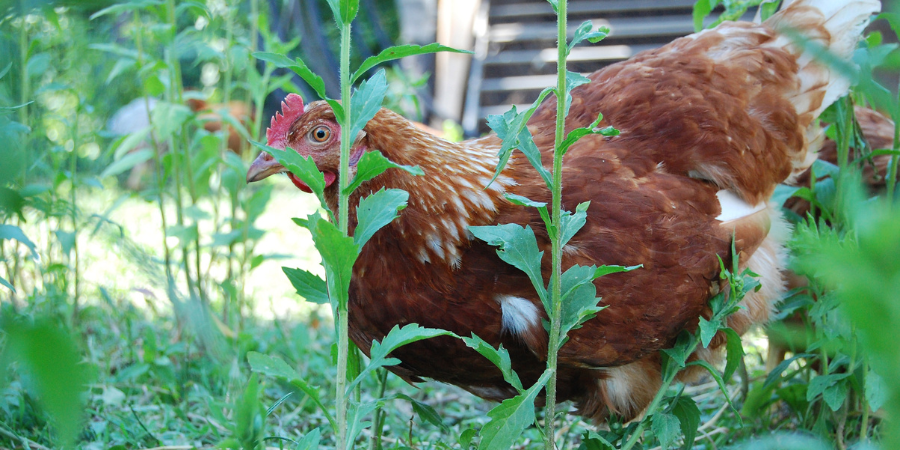 chickens in a backyard garden