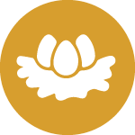 Icon_Nest_Eggs_150x150