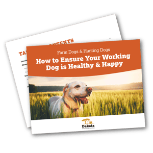 How to Ensure Your Working Dog is Healthy & Happy