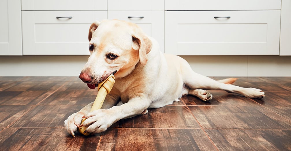 8 Responsibilites That Come With Owning a Dog
