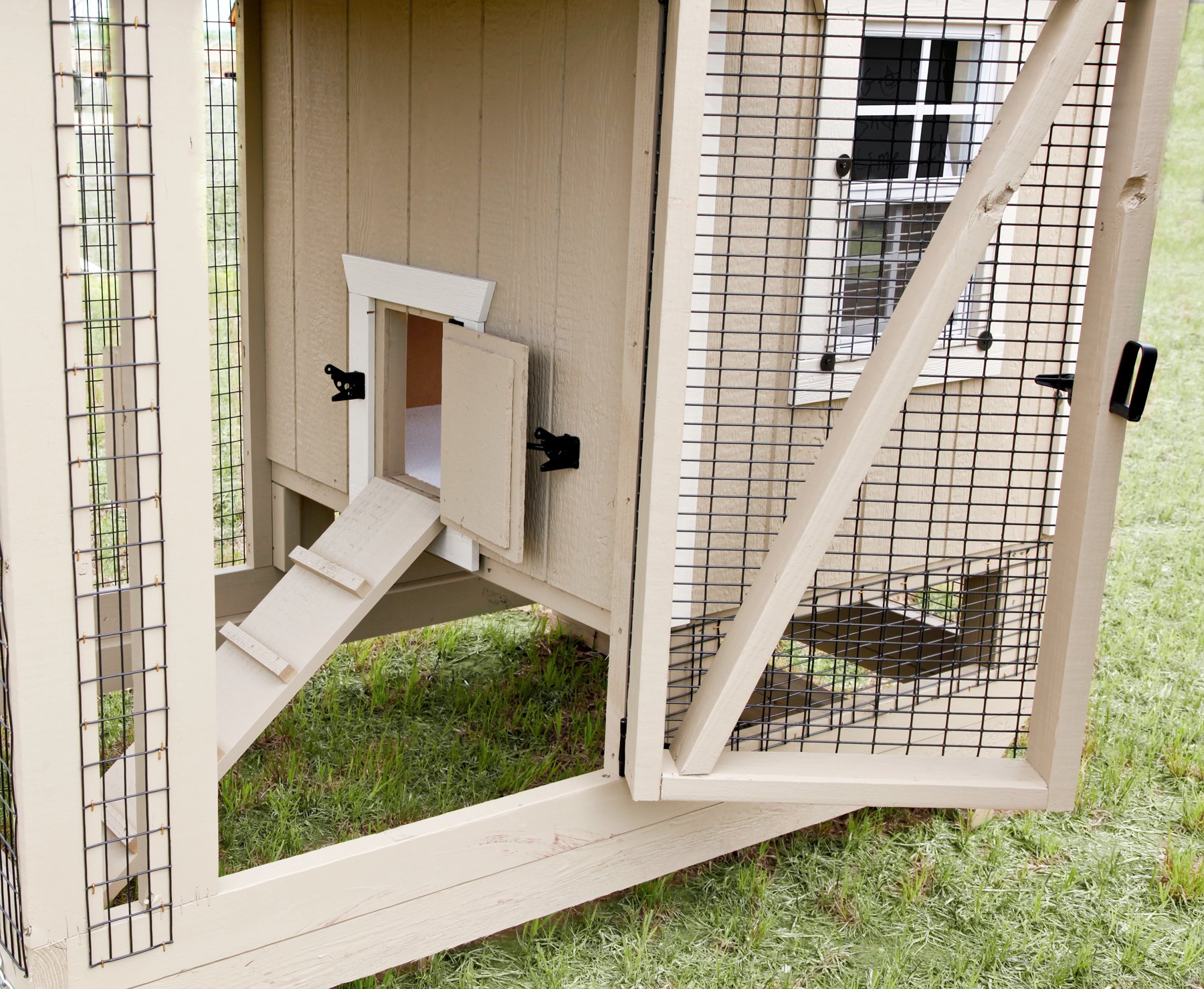 Inside a Backyard Chicken Coop