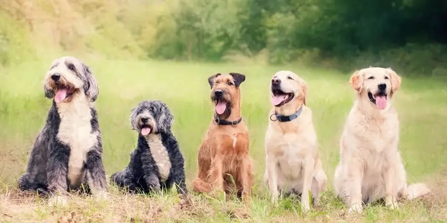 https://www.dakotastorage.com/hs-fs/hubfs/Blog_Large%20Dog%20Breeds_900x450.webp?width=900&height=450&name=Blog_Large%20Dog%20Breeds_900x450.webp