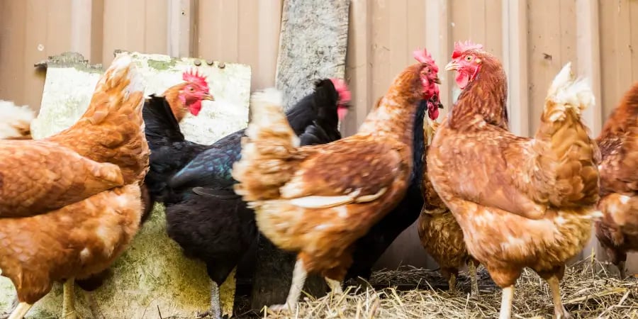 How much space should my chickens have inside their coop? - My Pet Chicken
