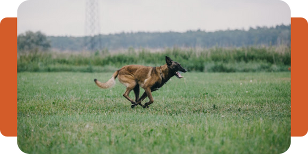 Email_Header_Runningdog_Oraange