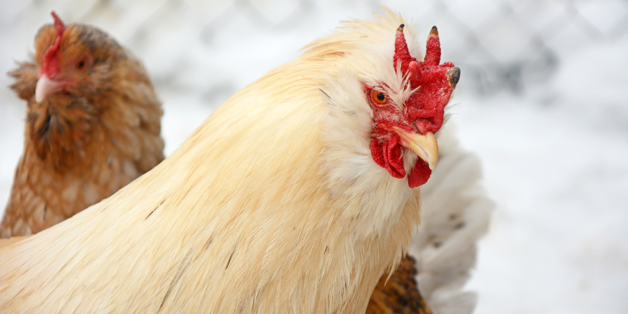 Winter Chicken Care: Expert Tips for Happy and Healthy Hens