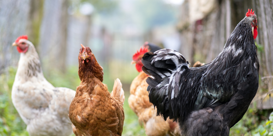 Top 3 Factors that Go Into the Cost of Raising Backyard Chickens