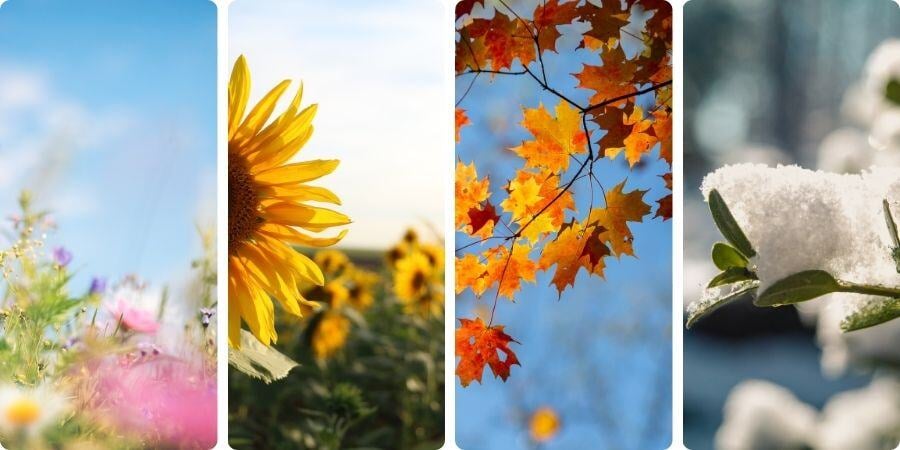 All-Season Greenhouse Growing: How to Adapt to Changing Weather