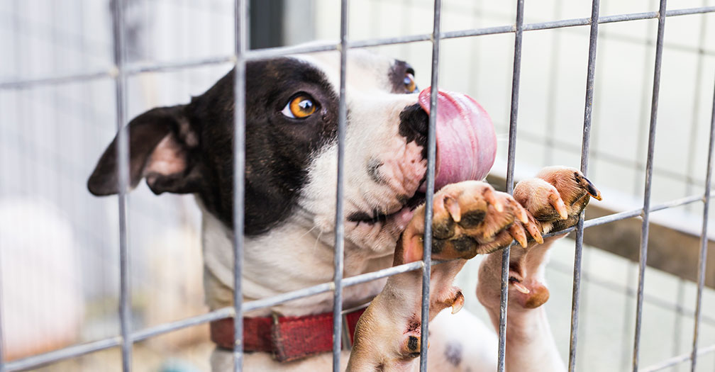 Tips for Choosing the Best-fit Outdoor Dog Kennel for Your Dog