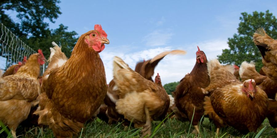 Eggs, Education, and Enjoyment: The Joy of Raising Backyard Chickens