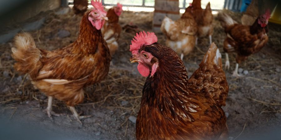 Creating a Secure Haven: Building a Safe Space for Your Chickens