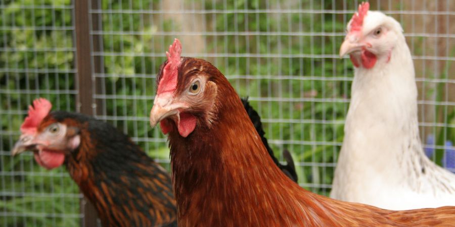 The Perfect Pairing: Creating a Coop and Run for Your Chickens