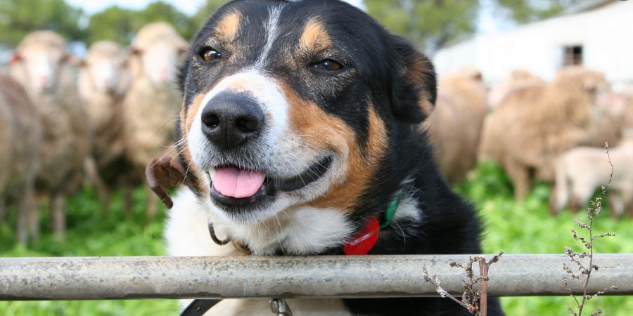 Setting Up a Cozy Backyard Kennel: A Paradise for Your Beloved Family Pets