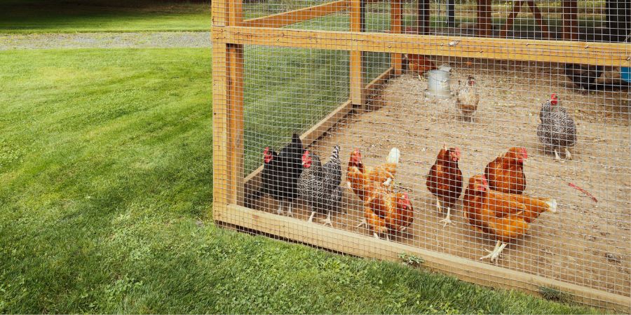 Why Choose An Enclosed Chicken Coop With Run For Homestead Chickens?