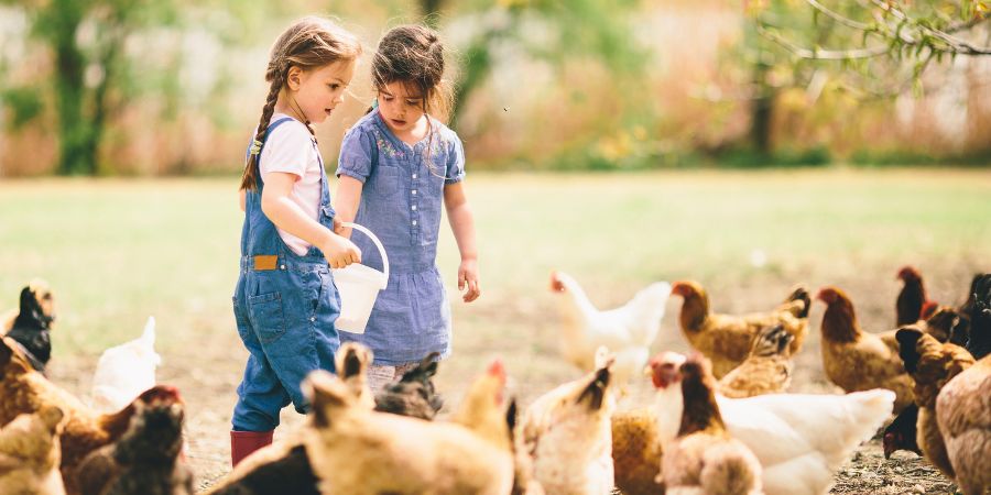 From Coop to Table: The Delightful Journey of Fresh Eggs