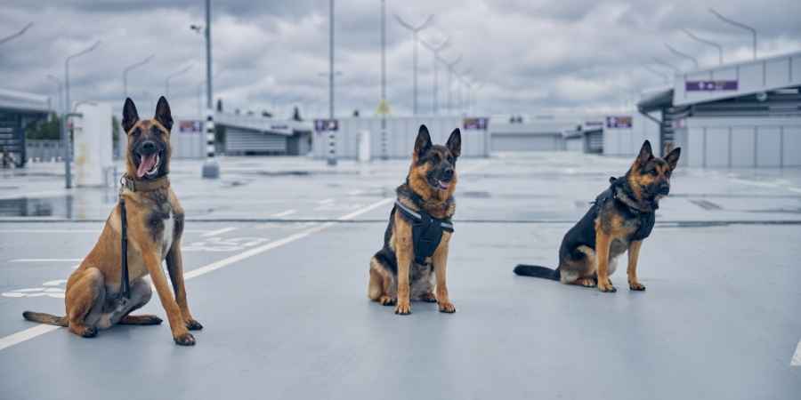 What Does a K-9 Police Dog Do?