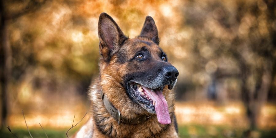Revive & Recharge: A Kennel Oasis for Your Working German Shepherds