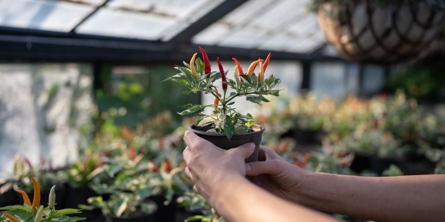 Top Greenhouse Interiors Upgrades for Year-Round Efficiency