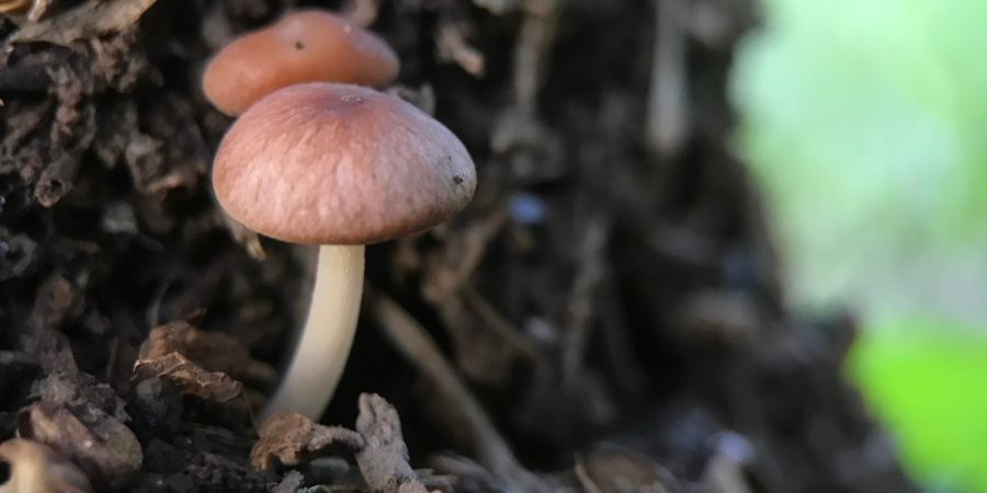 Backyard Mushroom Greenhouse: Grow Your Own the Easy Way