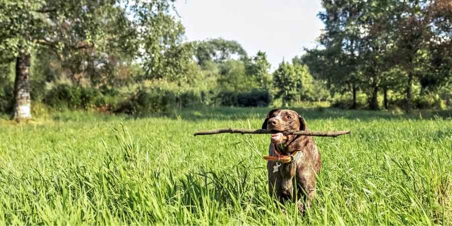 Benefits of a Shelter Kennel for Working Dogs