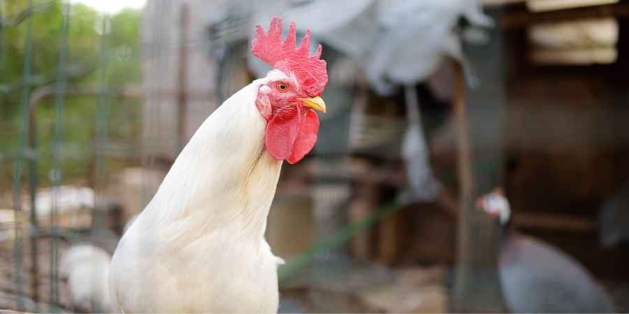 Guide to Keeping Chicken Coops Clean
