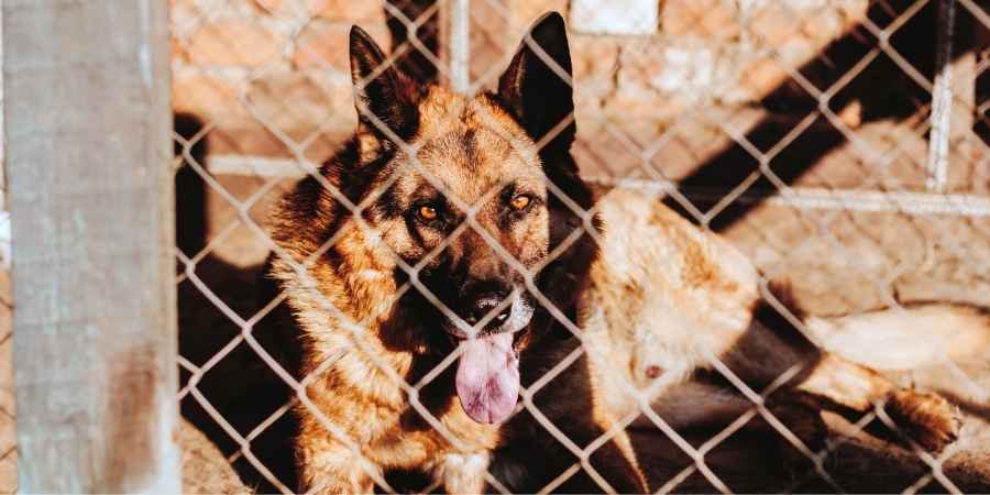 Improving Shelter Dog Kennel Behavior with Enriched Kennel Time