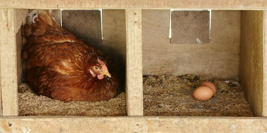 Create Inviting Nest Boxes: Cozy Retreats for Your Hens