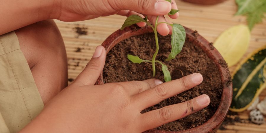 How to Greenhouse Grow: Unique Plants That Excite Kids