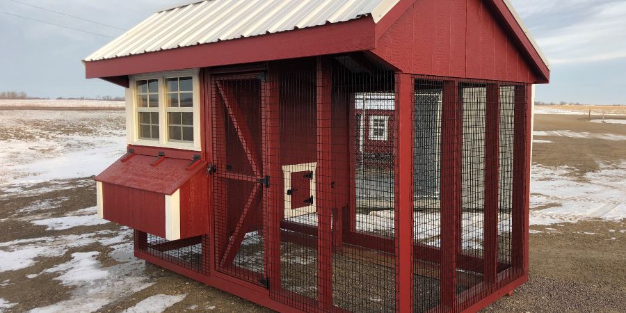 Chicken Care 101: Why Chicken Owners Need a Well-designed Chicken Run