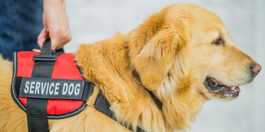 Support Service Dogs 101 — Everything You Need to Know