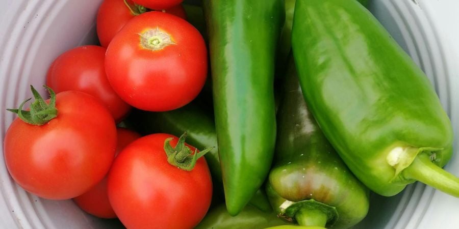 Growing Greenhouse Tomatoes and Peppers? Here's How to Boost Yield