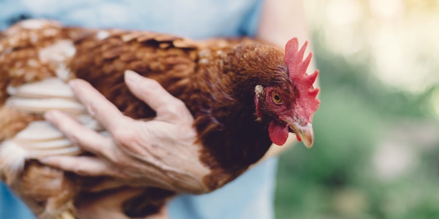 Tips & Techniques: The Ultimate Guide to Raising Chickens Successfully