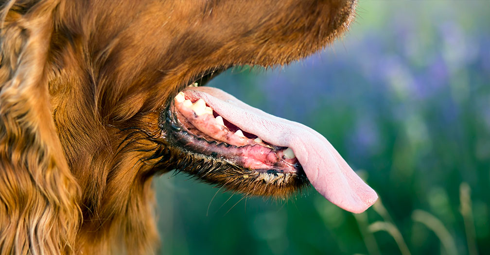 How to Keep An Outdoor Dog Kennel Comfortable without Electricity