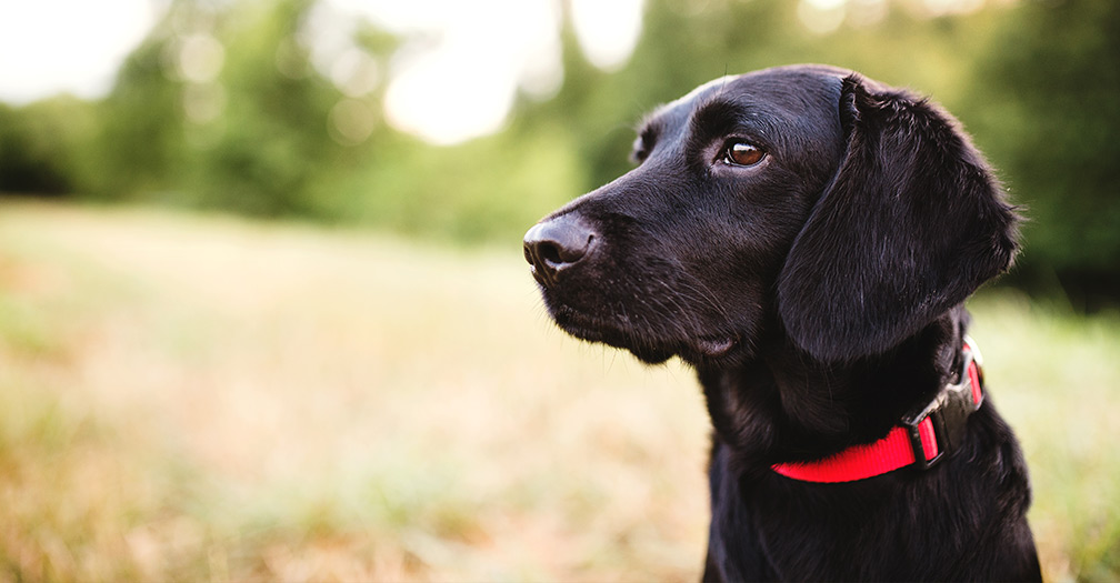 Homestead Animals: What to Look for in Chicken Coops & Outdoor Dog Kennels