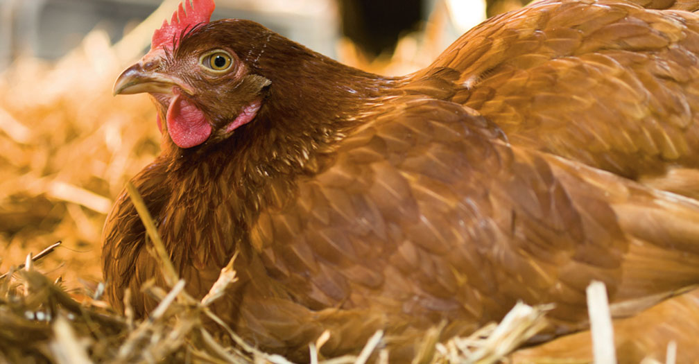 Chicken Coop Essentials: Providing Shelter from Extreme Temperatures