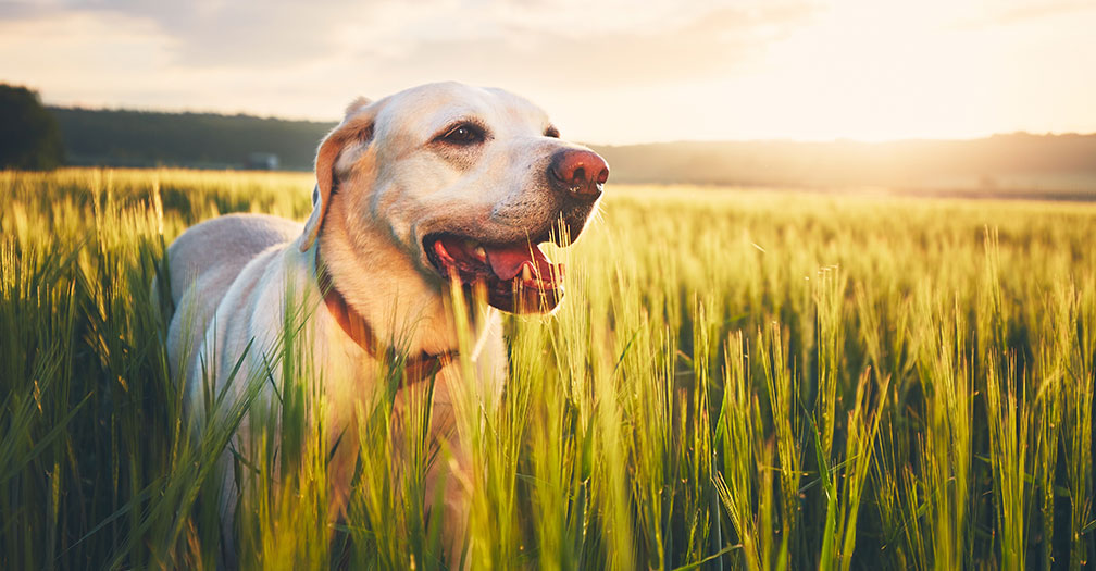 How to Ensure Your Working Dog is Healthy & Happy [Free Guide]