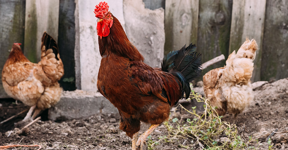 Different Types of Chicken Breeds for Backyard Chicken Owners  