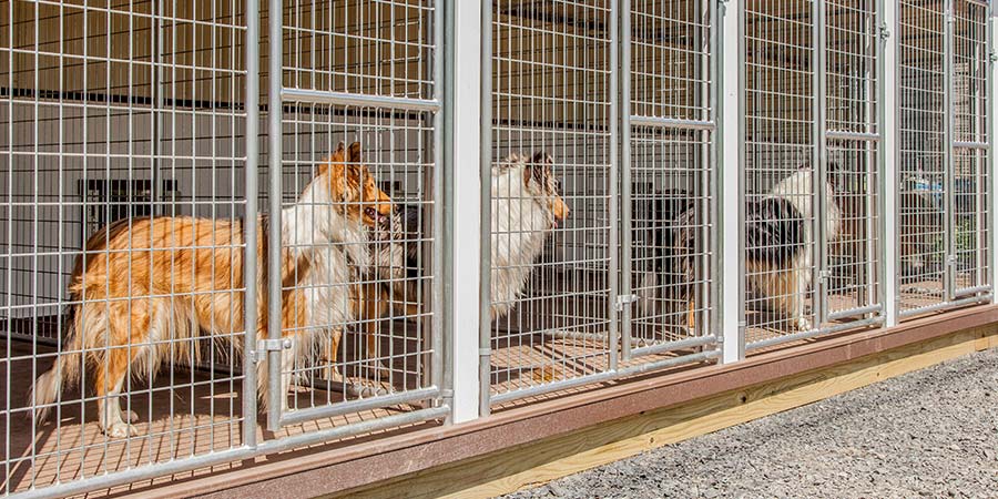 Should You Buy or DIY a Kennel for Your Working Dog?