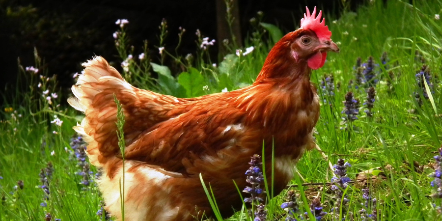 Hen House Havens Unveiled: The Perfect Backyard Chicken Coop Retreat